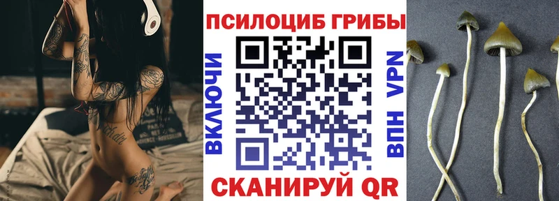 Псилоцибиновые грибы Psilocybine cubensis  Купить  Москва